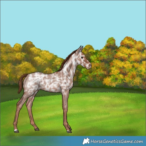 Horse Color:Red Ice Roan Rabicano 
