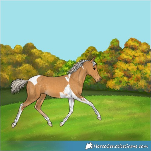 Horse Color:Palomino Tobiano 