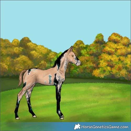 Horse Color:White Spotted Gold Champagne Tobiano 