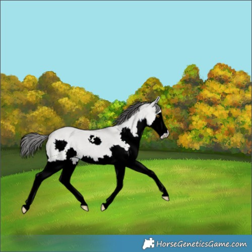 Horse Color:Classic Cream Champagne Dun Splash 