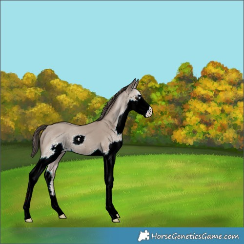 Horse Color:Classic Champagne Splash 