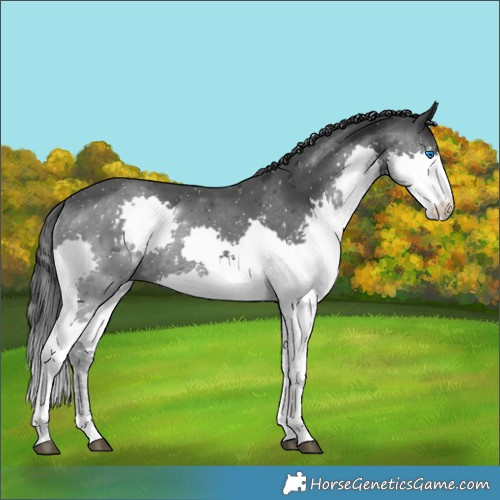 Horse Color:Black Splash 