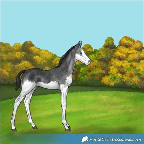 Horse Color:Black Splash 