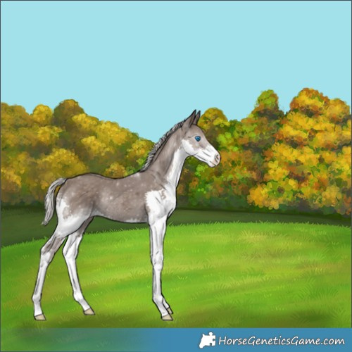 Horse Color:Silver Black Splash 