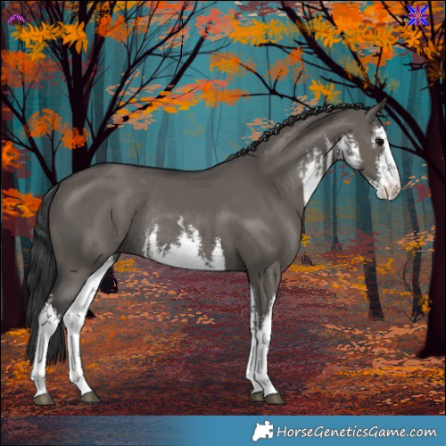 Horse Color:White Spotted Grullo Rabicano 