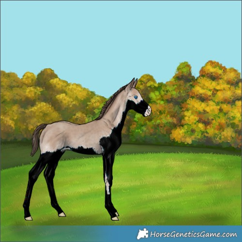 Horse Color:Classic Champagne Splash 