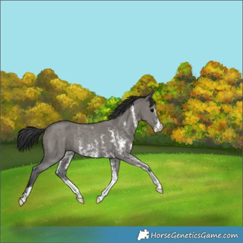 Horse Color:Grullo Sabino Rabicano 