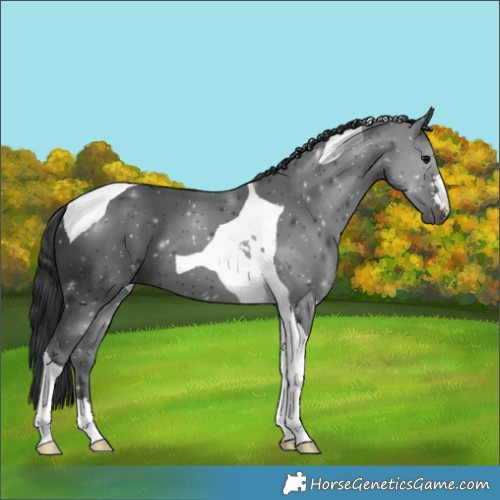 Horse Color:Black Tobiano 