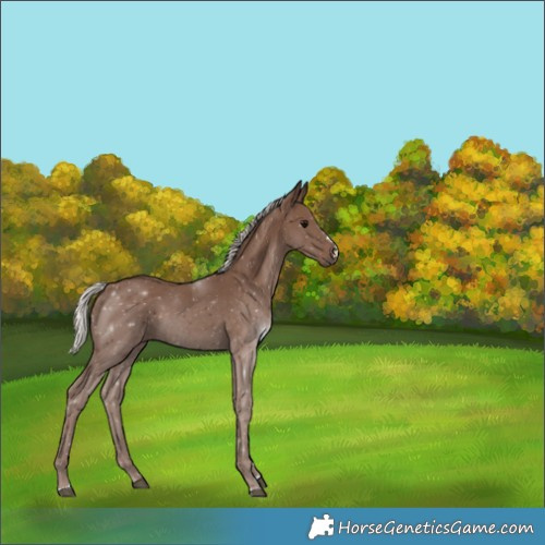 Horse Color:Silver Black 