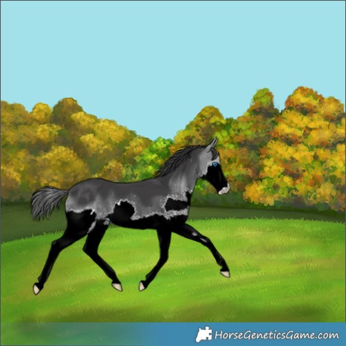 Horse Color:Black Splash 