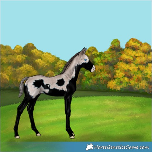 Horse Color:Classic Champagne Splash 