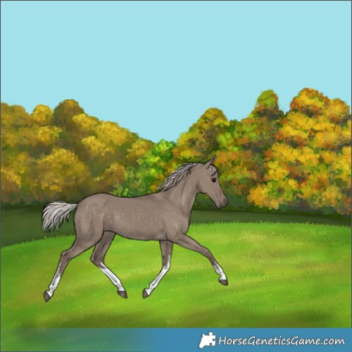 Horse Color:White Spotted Silver Grullo Rabicano 