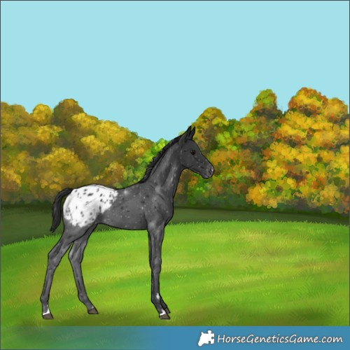 Horse Color:Black Appaloosa 