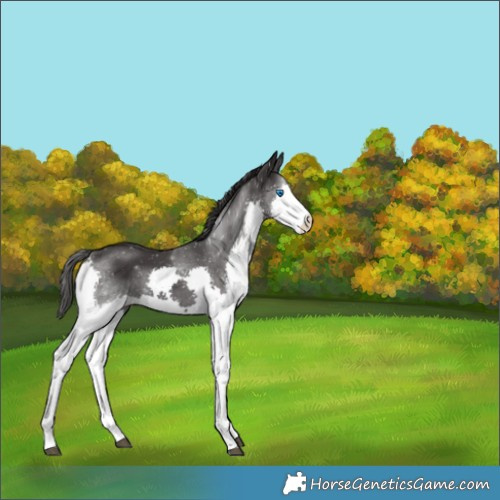 Horse Color:Smoky Black Splash 