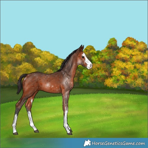 Horse Color:White Spotted Bay 