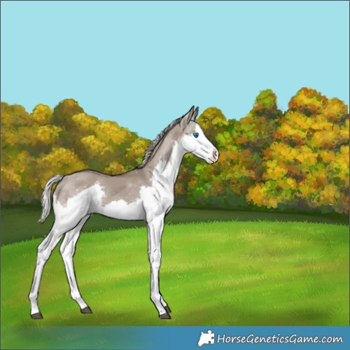 Horse Color:Silver Grullo Splash 