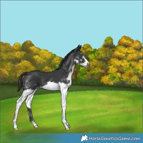 Horse Color:Black Splash Frame 