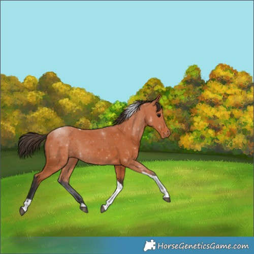 Horse Color:Bay Tobiano Appaloosa 