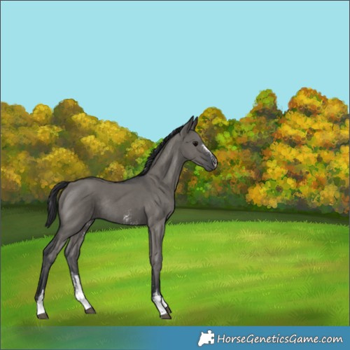 Horse Color:Grullo Sabino Rabicano 