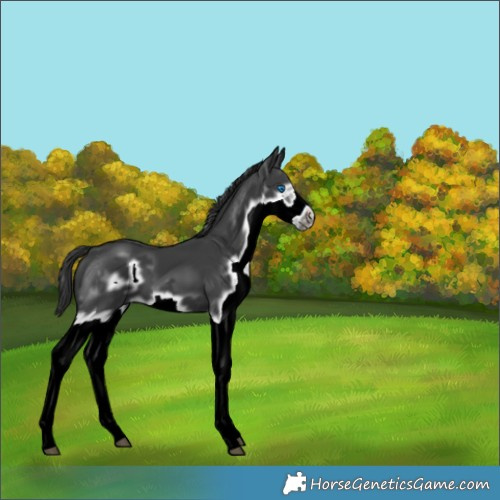 Horse Color:Black Splash Frame 