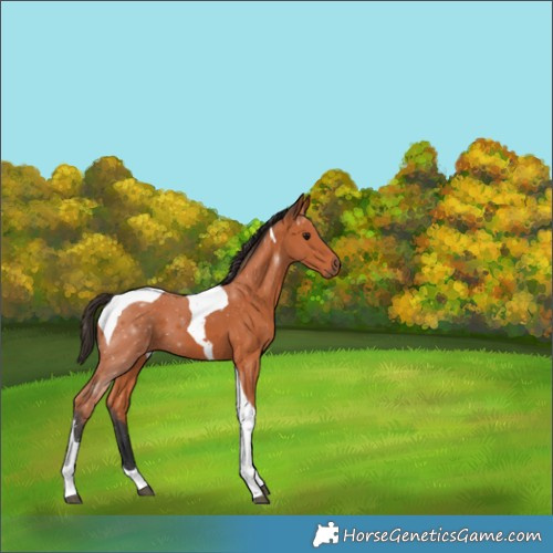 Horse Color:Bay Tobiano 