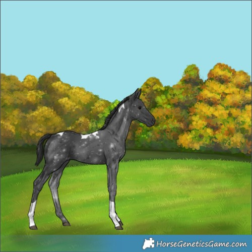 Horse Color:Black Tobiano 