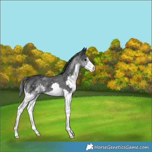 Horse Color:Black Splash 