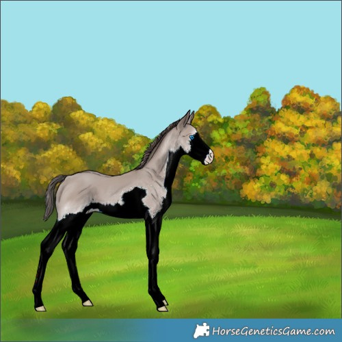 Horse Color:Classic Champagne Splash 
