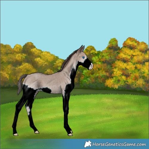 Horse Color:Classic Champagne Splash 