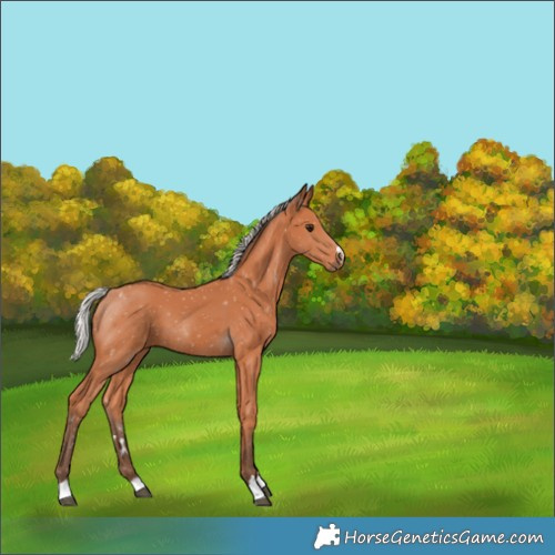 Horse Color:Silver Bay 