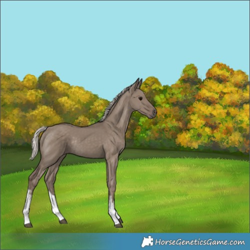 Horse Color:White Spotted Silver Grullo Rabicano 