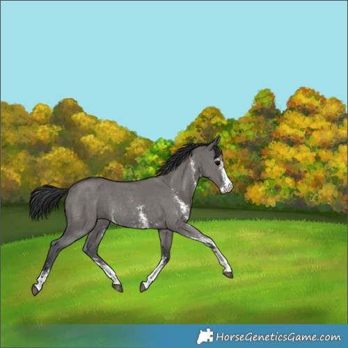 Horse Color:Grullo Sabino Rabicano 