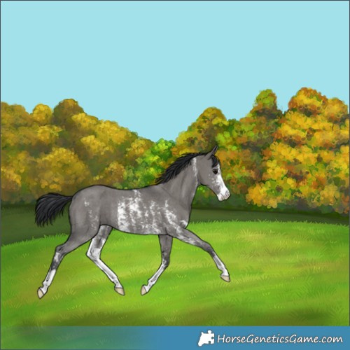 Horse Color:Grullo Sabino Rabicano 