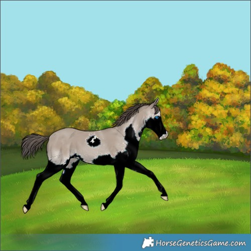 Horse Color:Classic Champagne Splash 