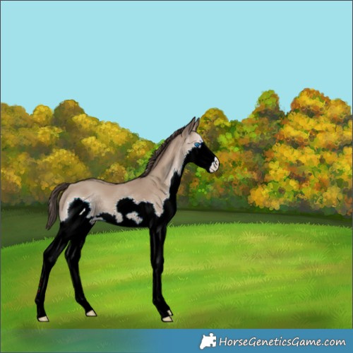 Horse Color:Classic Champagne Splash 
