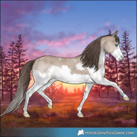 Horse Color:Classic Champagne Splash