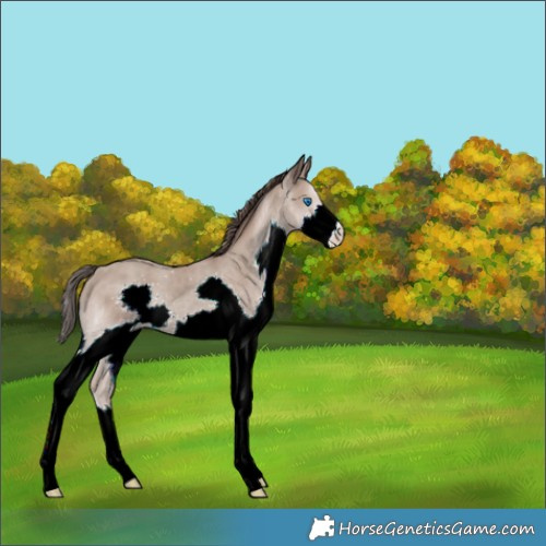 Horse Color:Classic Champagne Splash 