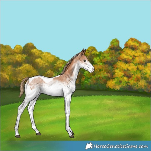 Horse Color:White Spotted Chestnut Tobiano 