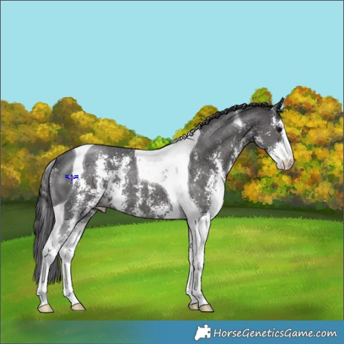 Horse Color:Smoky Black Sabino Tobiano 