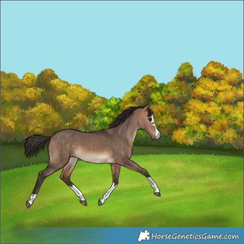 Horse Color:Bay Dun 