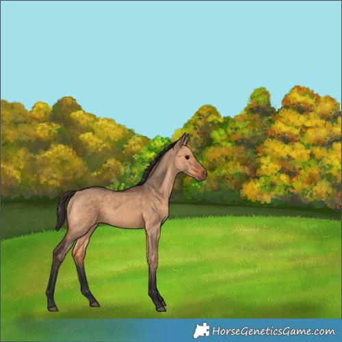 Horse Color:Bay Dun 