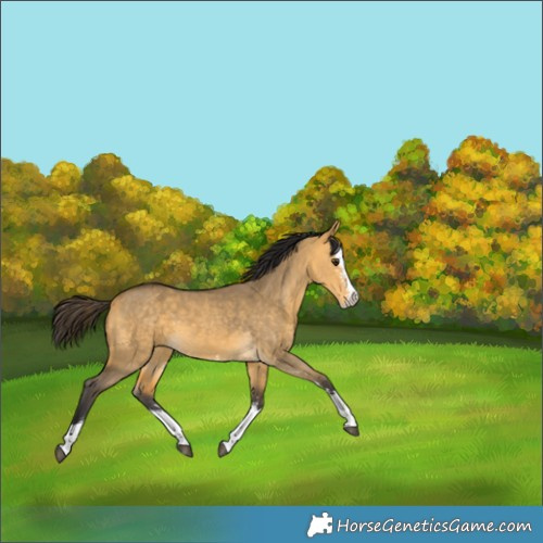 Horse Color:Buckskin Dun Sabino Splash 