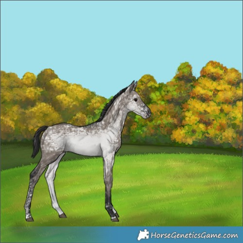 Horse Color:Grullo Ice 