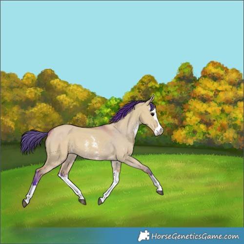 Horse Color:Watercolor Bay Dun Sabino Splash 