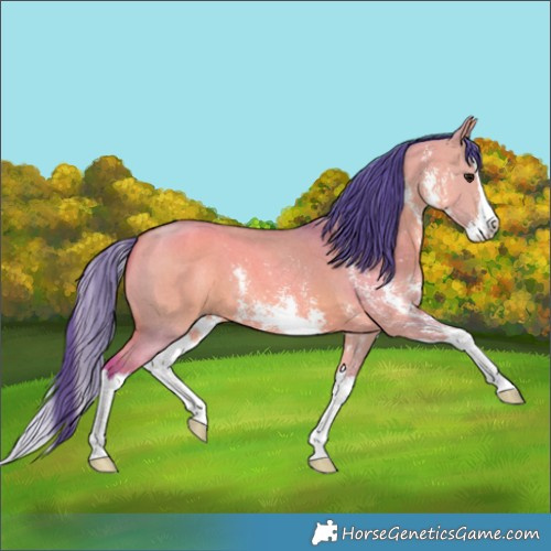 Horse Color:Watercolor Bay Dun Sabino Splash 