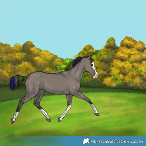 Horse Color:Painted Grullo Splash 