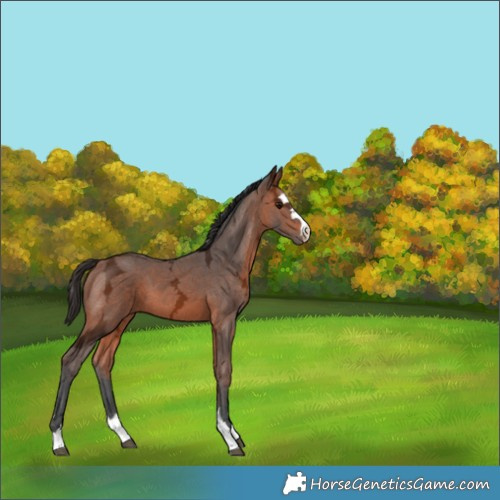 Horse Color:Bay Ice 