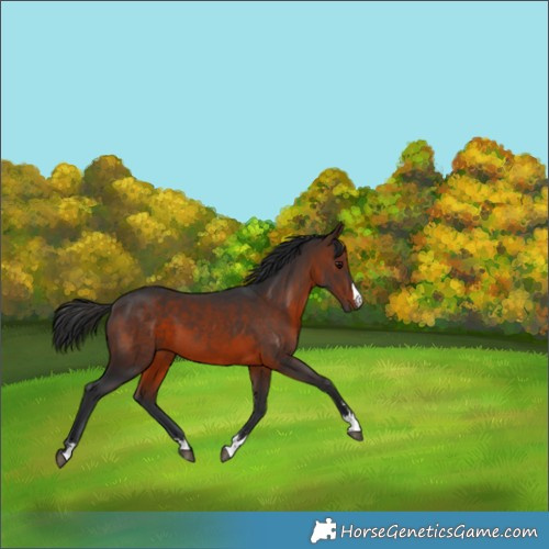Horse Color:Brown 
