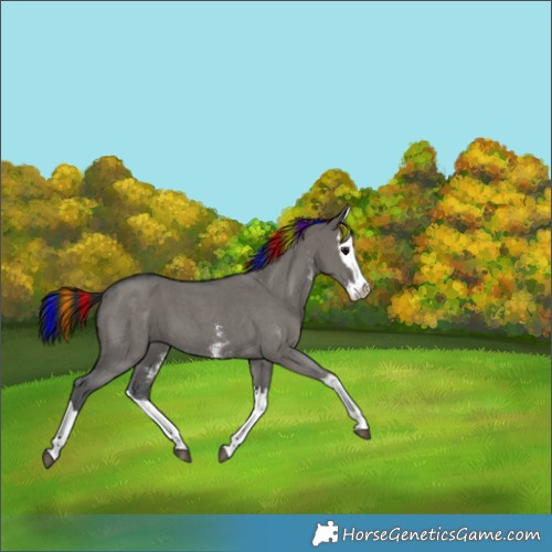 Horse Color:Painted Grullo Sabino Splash 