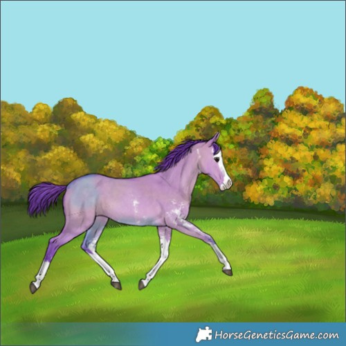 Horse Color:Watercolor Bay Dun Sabino Splash 